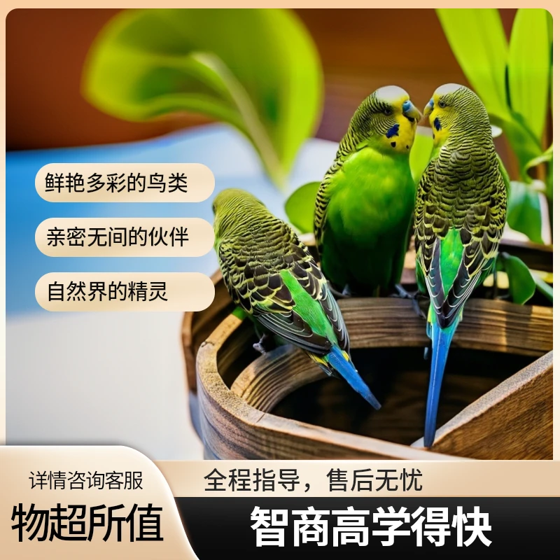 黄白蓝绿各色齐全虎皮鹦鹉智商高能学说话是孩子的玩伴老人的陪伴