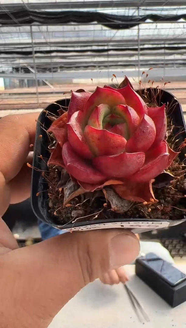 【闪购商品】新款多肉-145