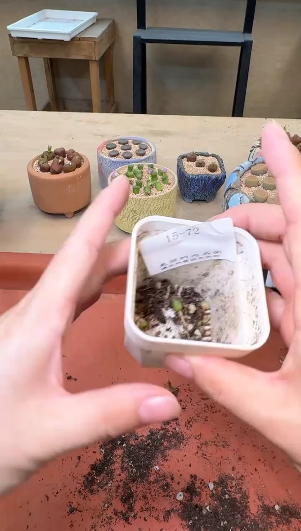 肉锥生石花10.15-72texiao