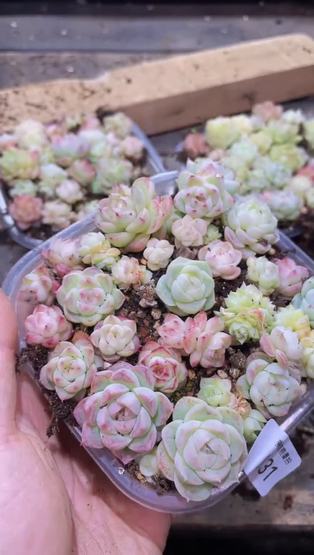 【闪购商品】031A级麦秆女王