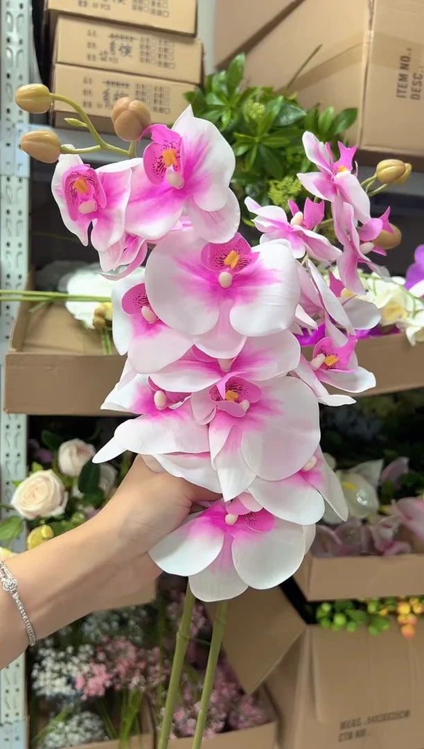 2枝粉色9头蝴蝶兰