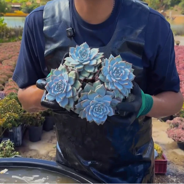 零花钱多肉   盆栽粉蓝鸟群生   多肉植物