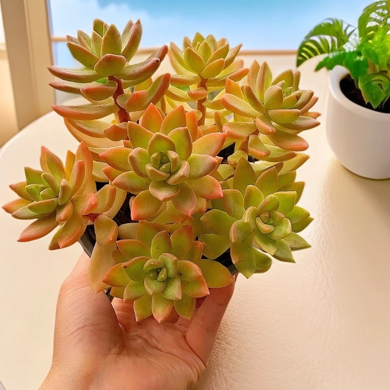 果冻布丁2盆 带盆 多肉植物【多肉满19包邮】新手好养耐寒红色