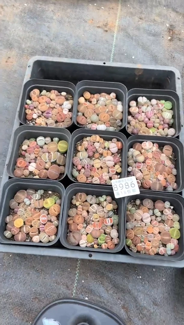 【闪购商品】8986特彩色混合十方发货1盒微瑕量拍