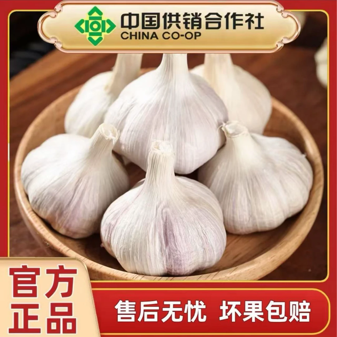 山东纯干紫白皮多瓣大蒜味十足农家大蒜产地直发大蒜头Y