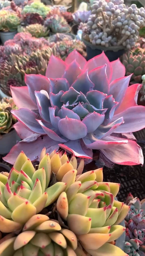 小*阿迷洲多肉花卉28299