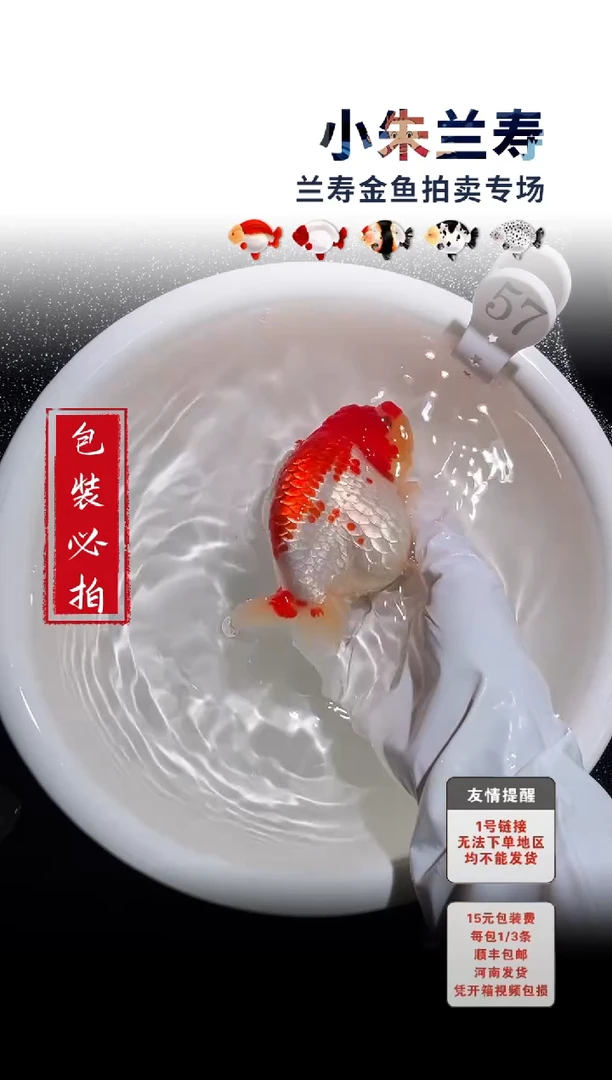 金鱼包装必拍未拍顺丰到付57号