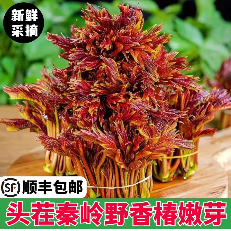 （顺丰冷链）陕西秦岭正宗野红油香椿芽