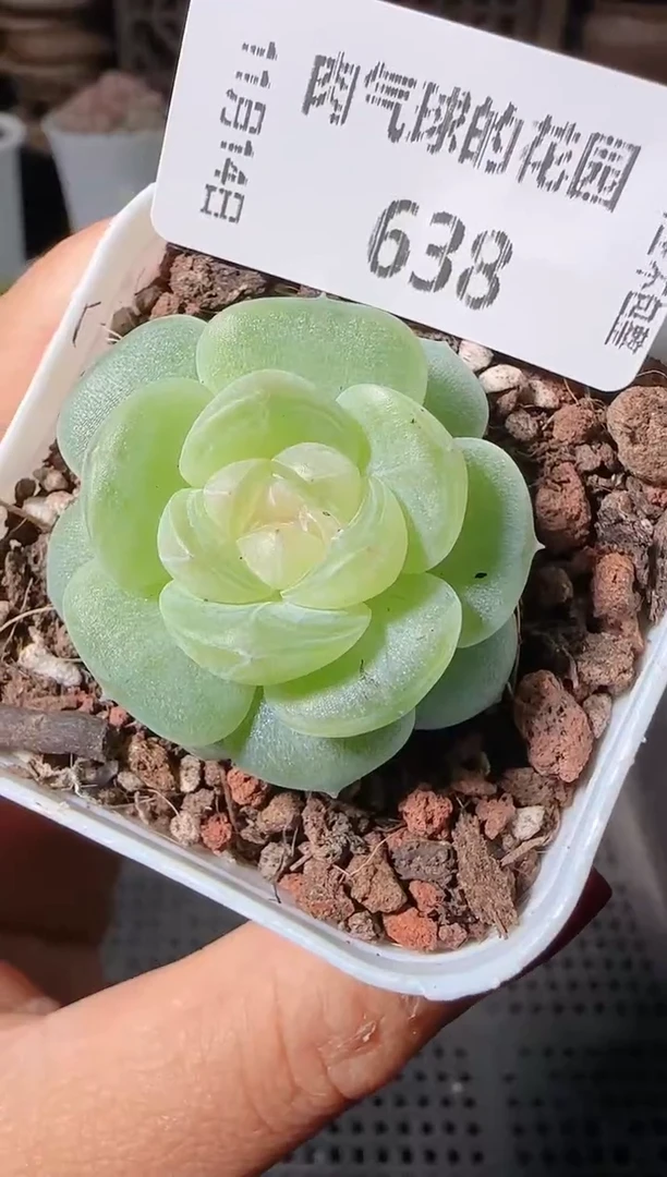 1114-638星月群生不包整