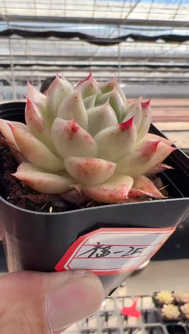 【闪购商品】福利-25