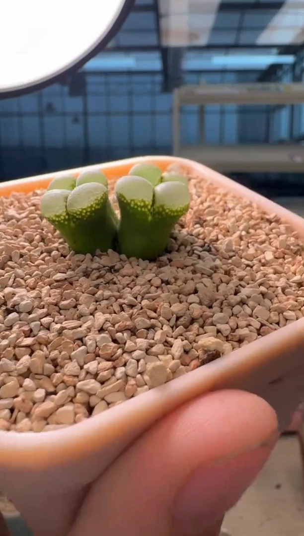 9-368多肉植物肉锥