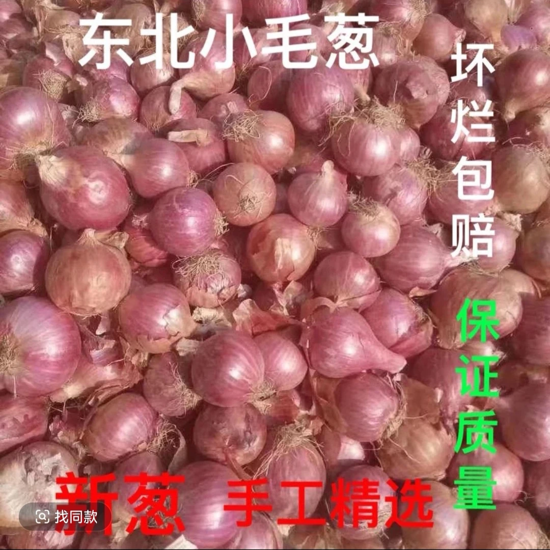 东北农村小园毛葱头