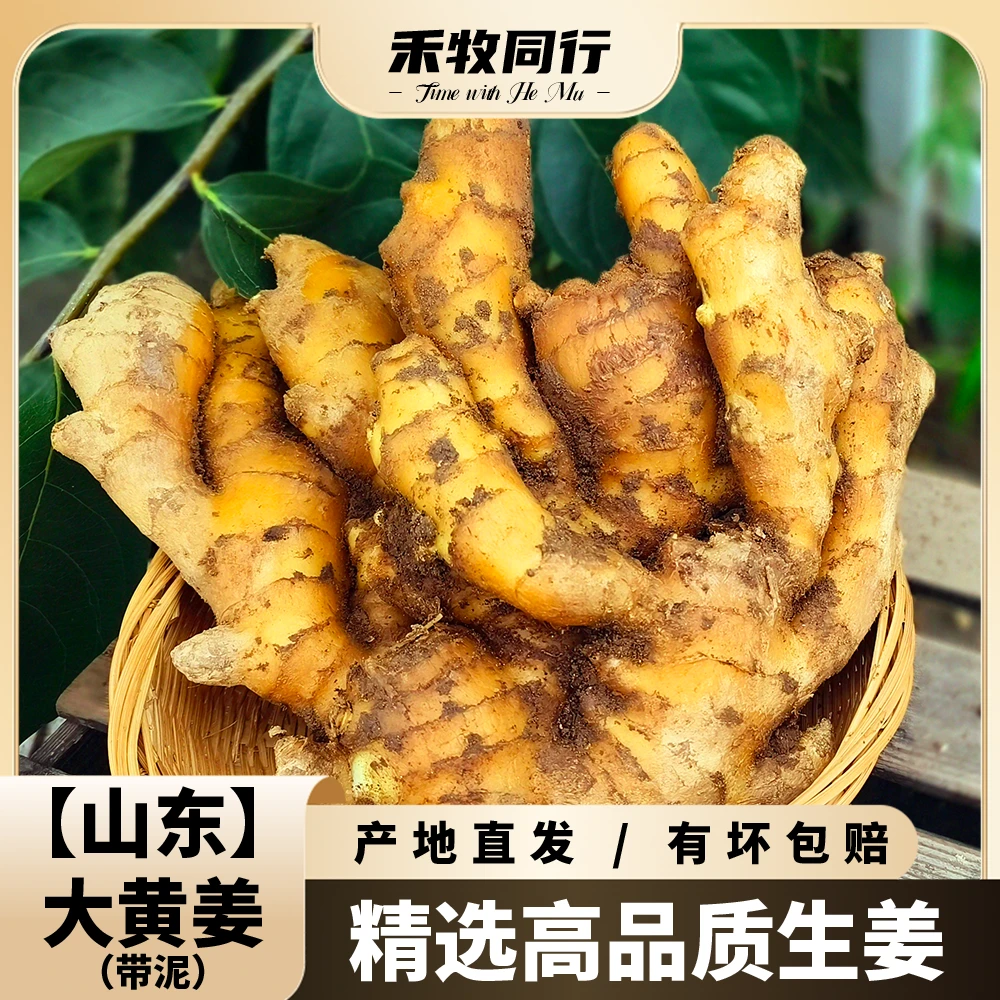 【禾牧同行】山东特产大黄姜泥姜生姜新鲜微土辛辣味浓月子姜
