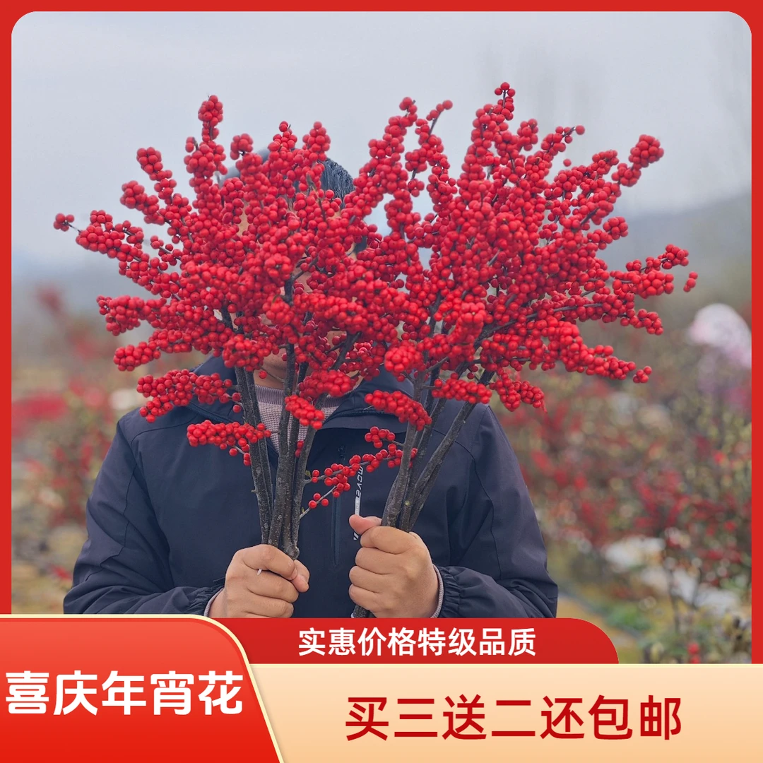特级北美冬青鲜切枝[圣诞新年红果装饰]水养60天包邮直发【买3送2】