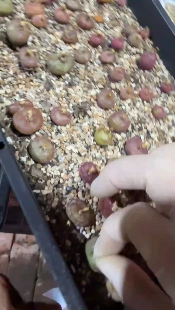 比****u26.1.4-念念充值