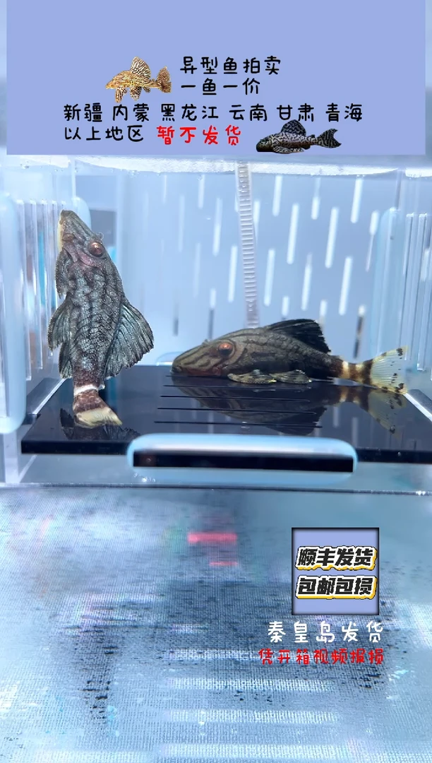 清道夫5.5+两条哥绿 不包入缸损97