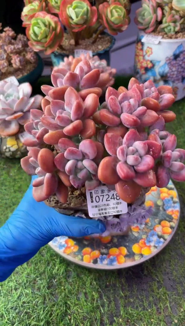 昆明印象多肉07248