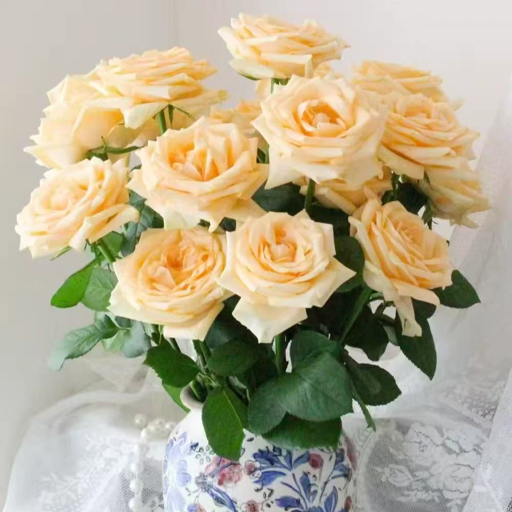 云南基地现采直发多种玫瑰鲜切花组合发适合插花装饰20%不售后