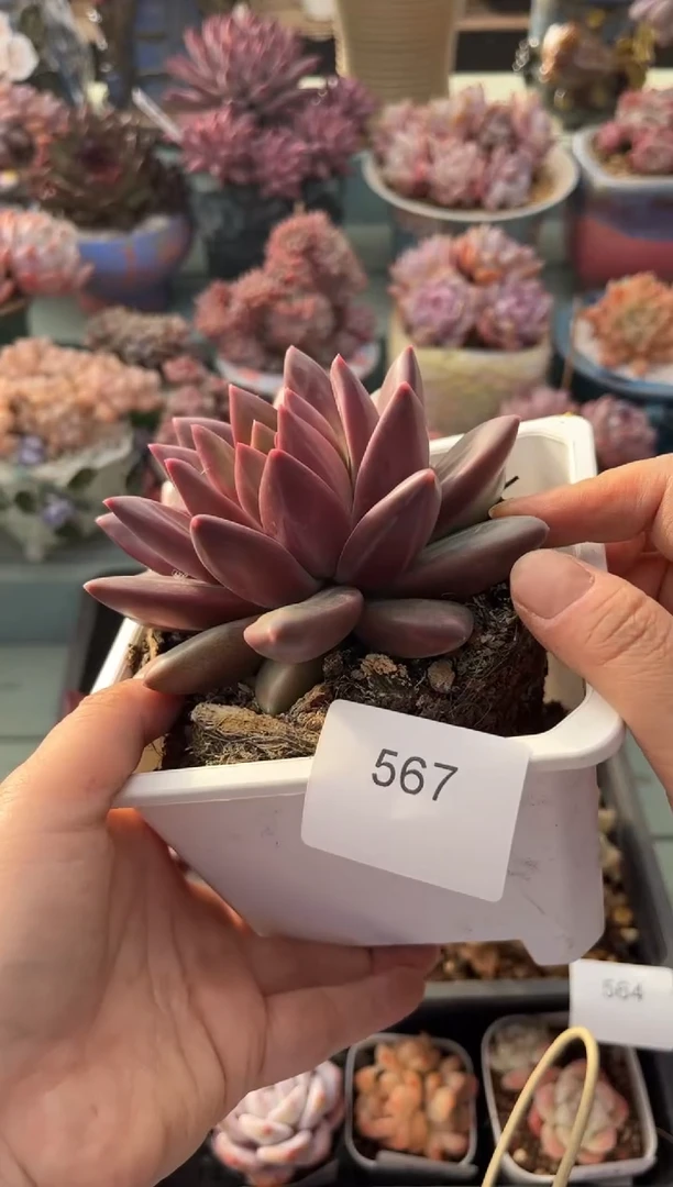 567迷雾泡泡多肉植物一颗