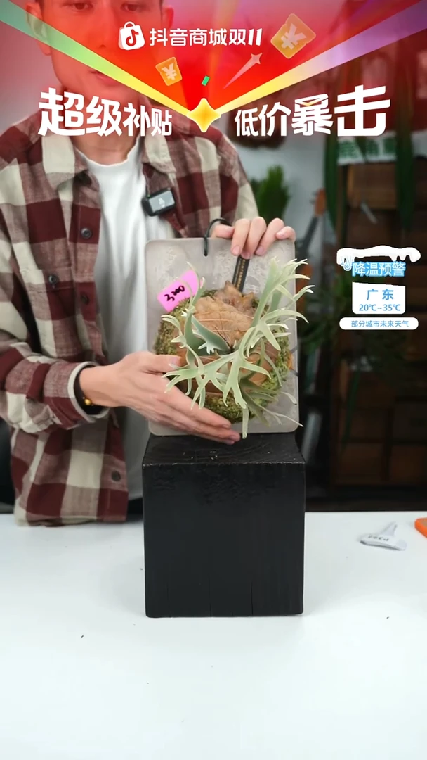 不开花植物P392-黄月孢子苗侏儒特选