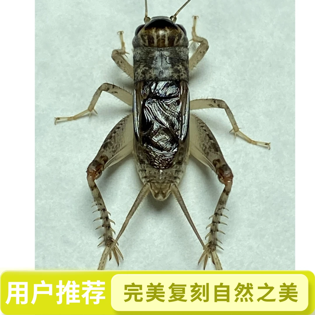 精品仿秋蟋蟀（图片仅供参考，发货已实物为准）