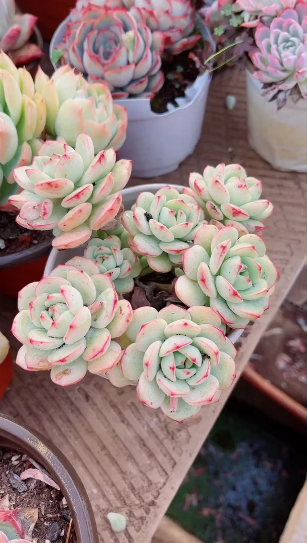 【闪购商品】06149