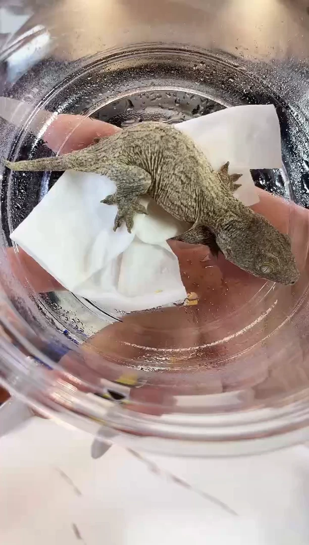 巨人守宫1109rr43