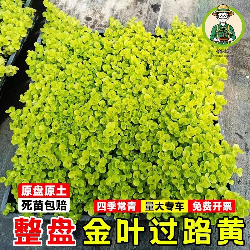 拾园记过路黄金钱草室内外耐寒旱四季常青花境垂吊地被花卉绿植物