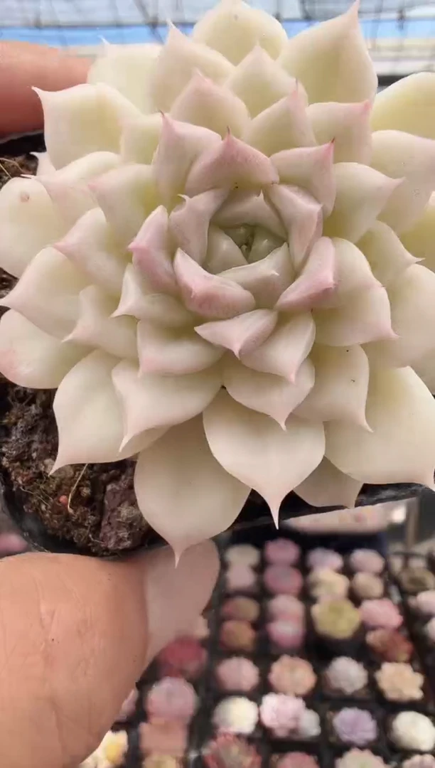 东云多肉园新款-247