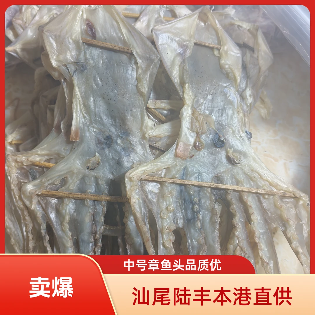 汕尾陆丰本港中号章鱼头八爪鱼顺丰发货