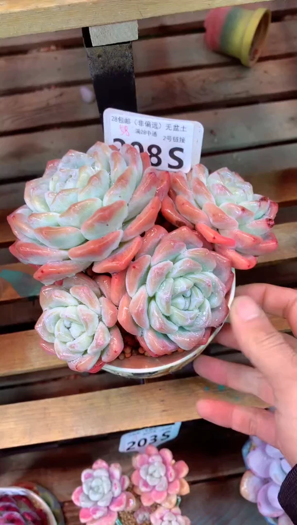 208S（一物一拍，精品多肉，所见即所得 ）