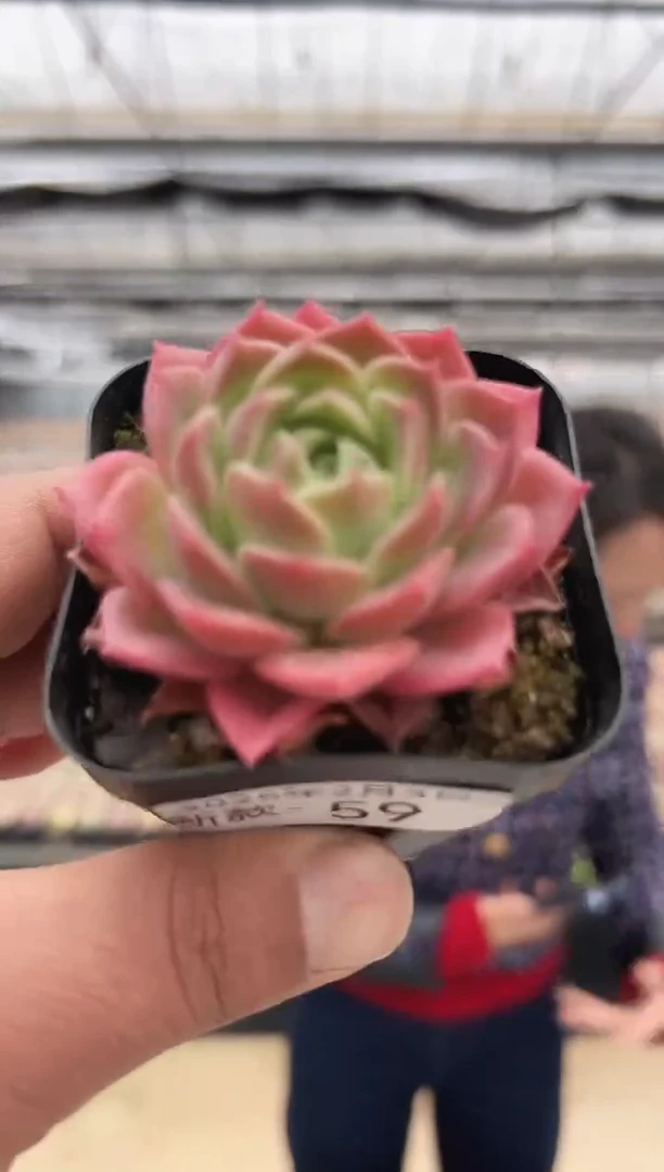 【闪购商品】新款多肉-59