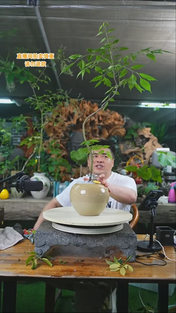 完全开放黄山栾树523T