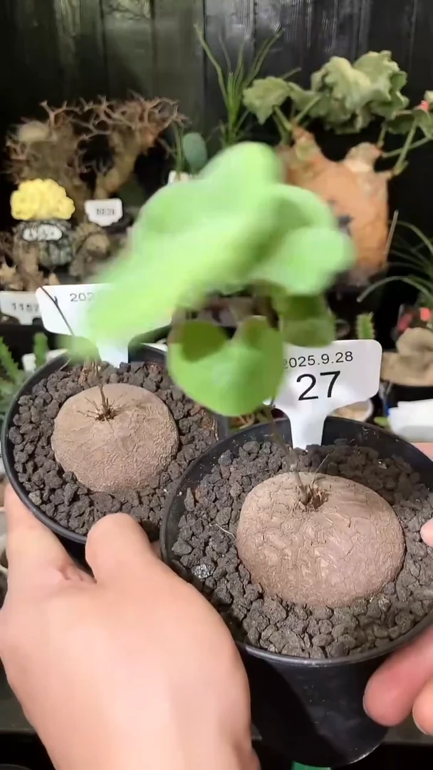 27号928福利南非龟甲龙买1个送1个