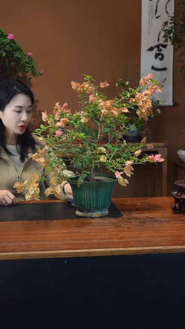 全部花朵三角梅盆景盆景盆景