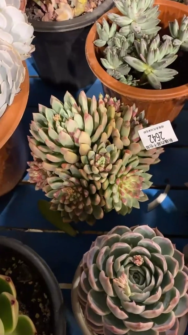 【闪购商品】2642血燕