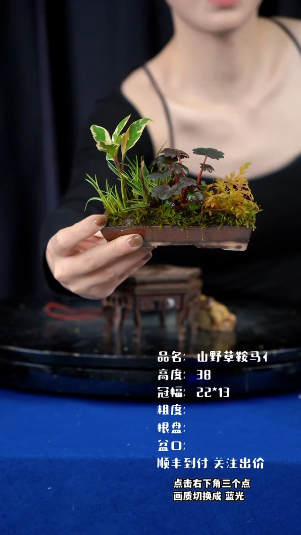 【闪购商品】山野草手作盆