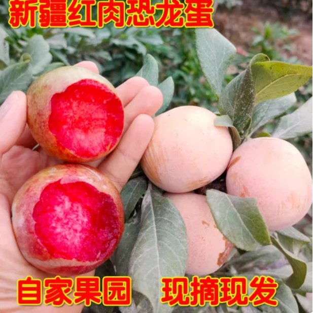 （新疆空运直发）新疆味帝恐龙蛋新鲜杏李现摘现发脆甜多汁