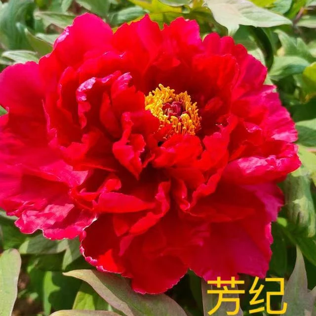 [红色系]国花牡丹菏泽发货秋天栽种带全根带芽孢发货