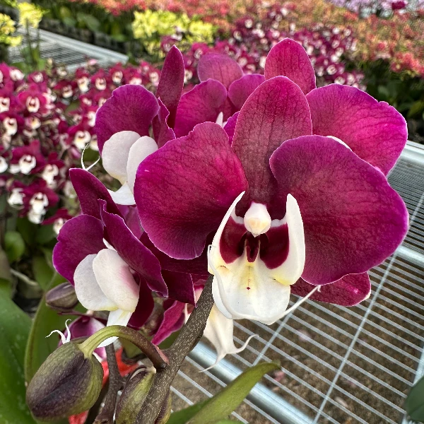 兰屿LYSLAND【玖玖团圆】蝴蝶兰鲜花盆栽