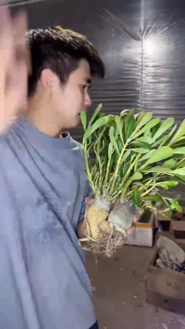 2颗 沙漠玫瑰【带根】