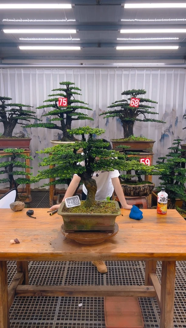 无花朵精品盆景直播间一物一拍