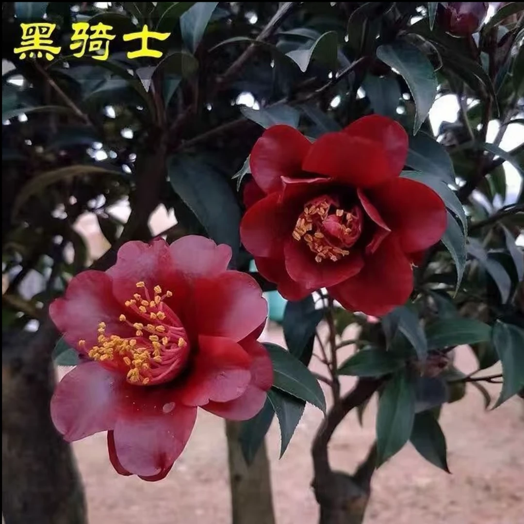 【黑骑士】山茶花带花苞发货四季开花耐寒耐热庭院绿植