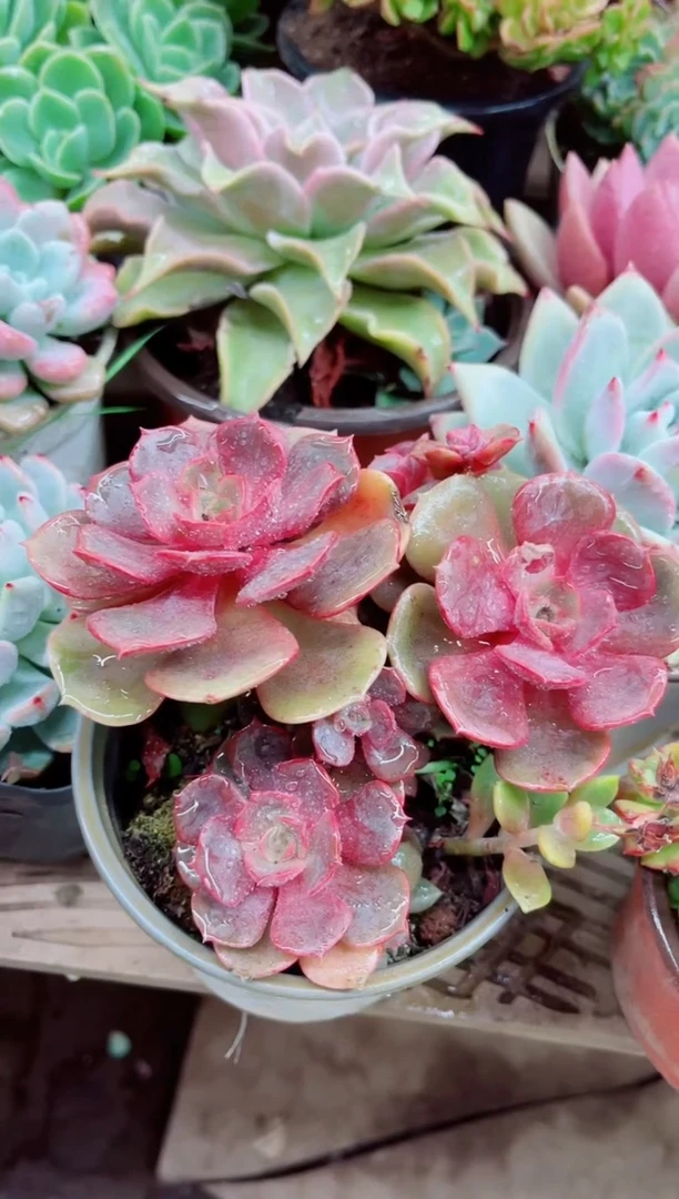 大****饰03004多肉植物一物一拍