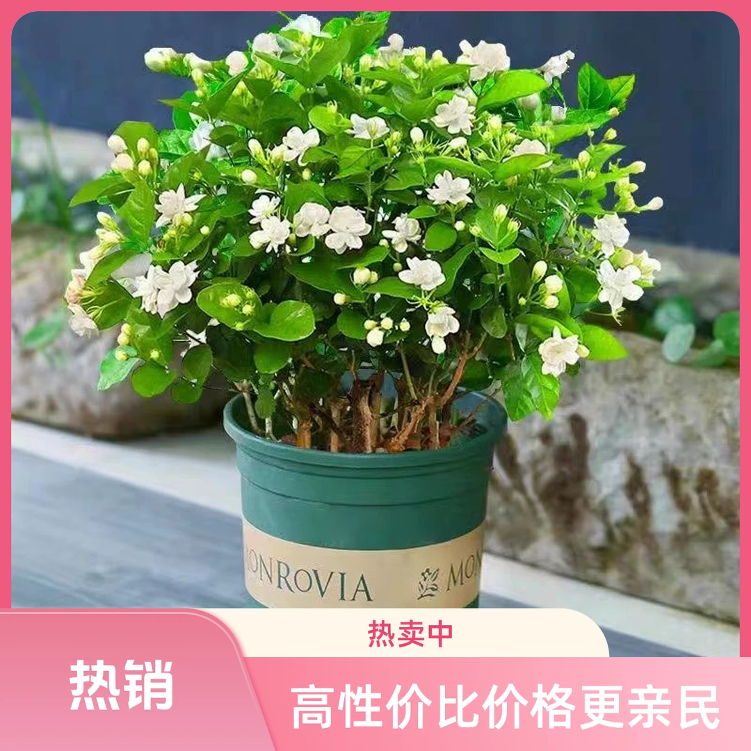 【爆香】浓香型虎头茉莉花重瓣盆栽室内绿植四季开花好养老桩花卉