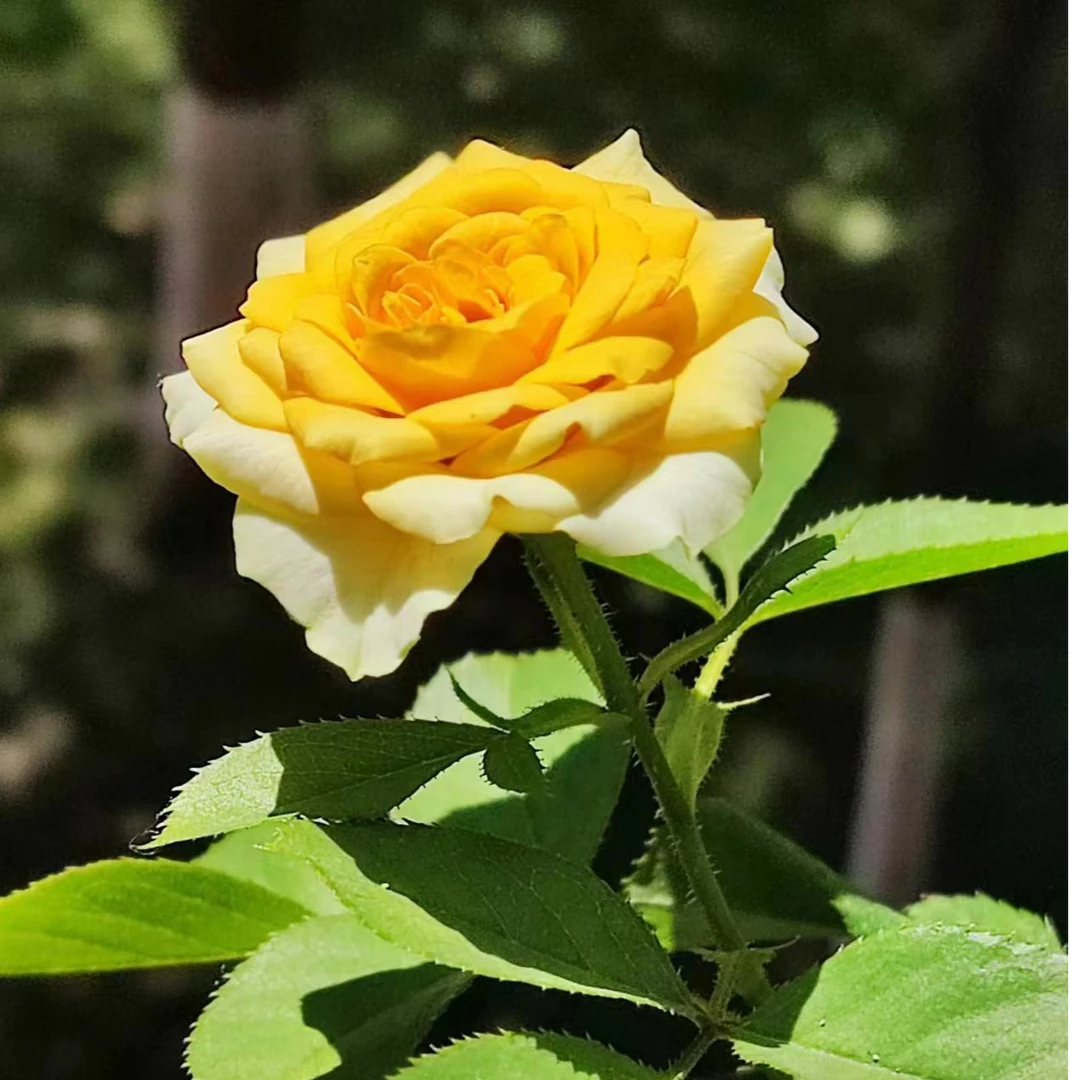 玫瑰大叔 黄莺 灌木勤花丰花耐寒耐热抗性好 庭院阳台花园种植