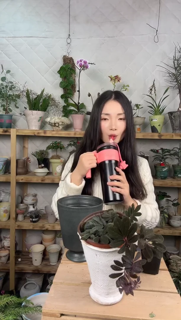 无花朵441紫茄育苗盆