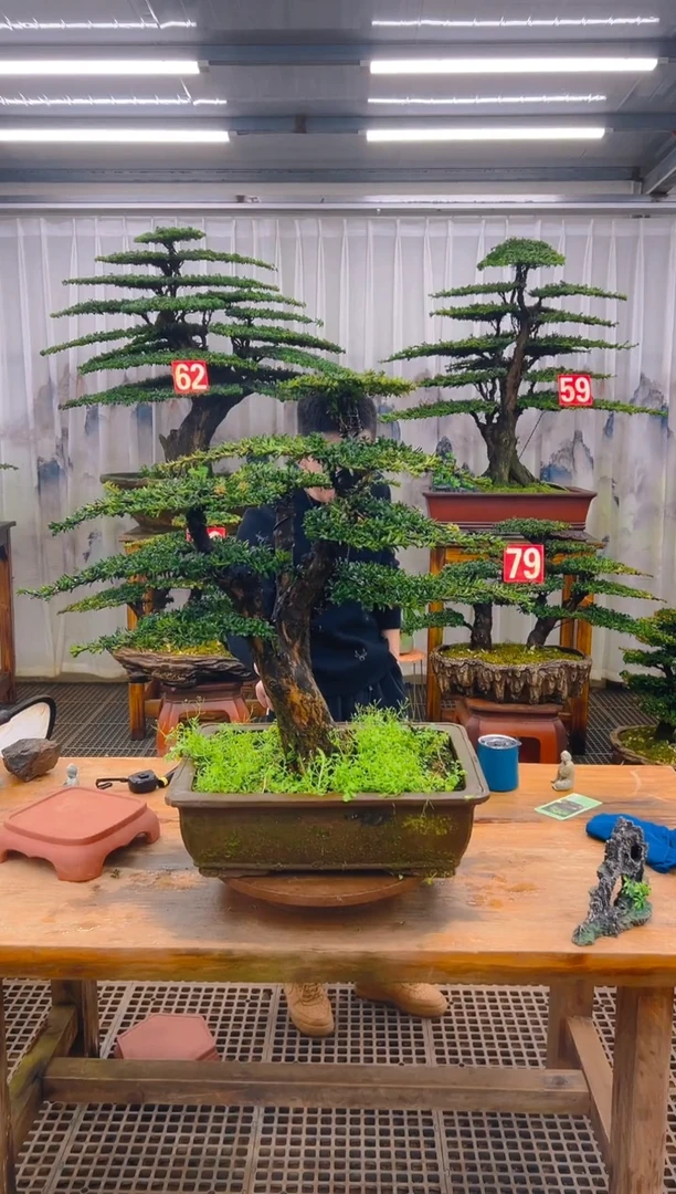 无花朵精品盆景直播间一物一拍