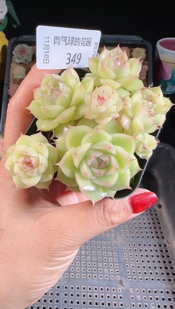 1109-349群生不包整