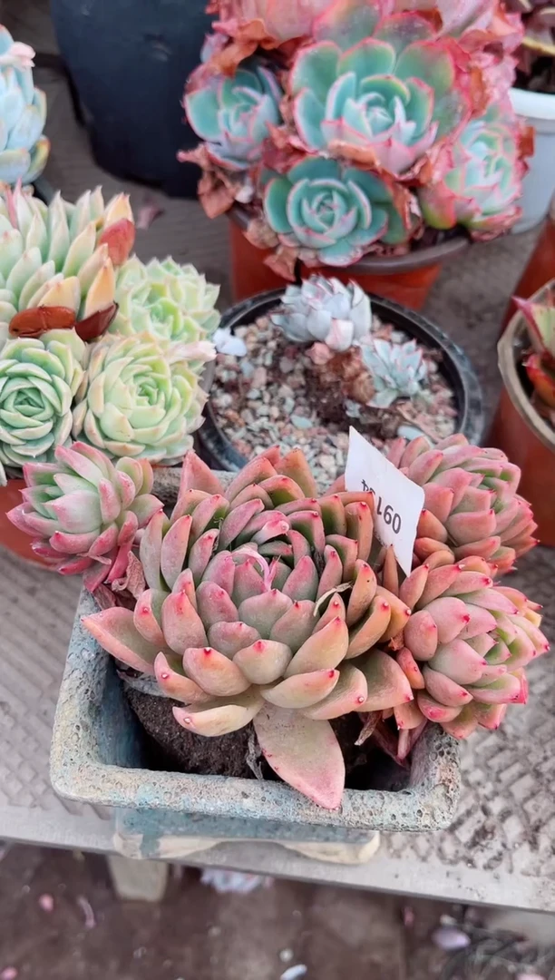 【闪购商品】09134